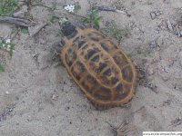 tortue radiée